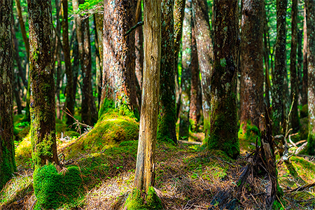 陸の豊かさも守ろう